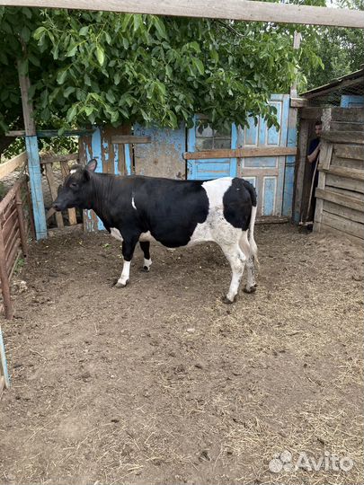 Телка на мясо