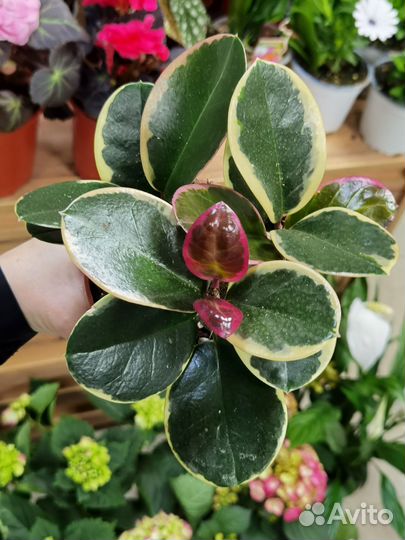 Хойя Аустралис Лиза, Хойя Блонди, Альбомаргината