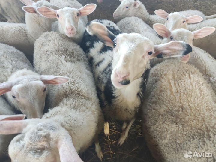 Молочные овцы