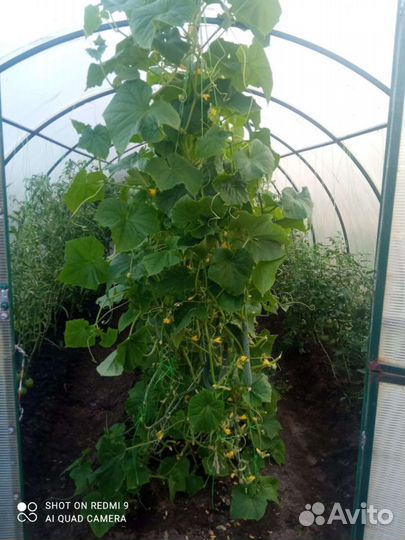 Огурцы свежие