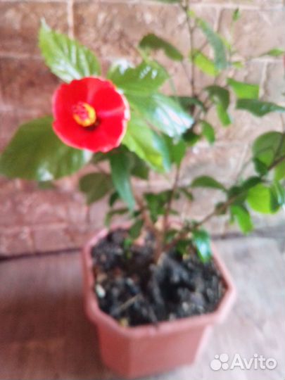 Гибискус китайская роза