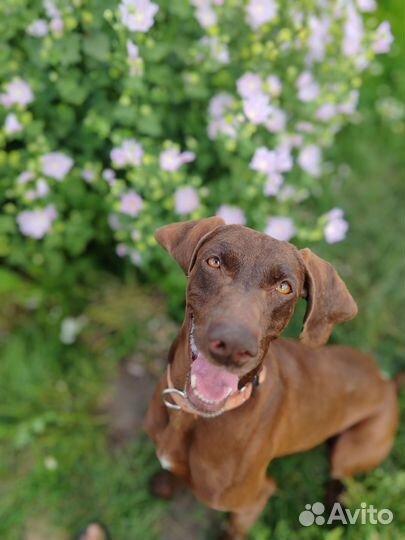 Курцхаар сука