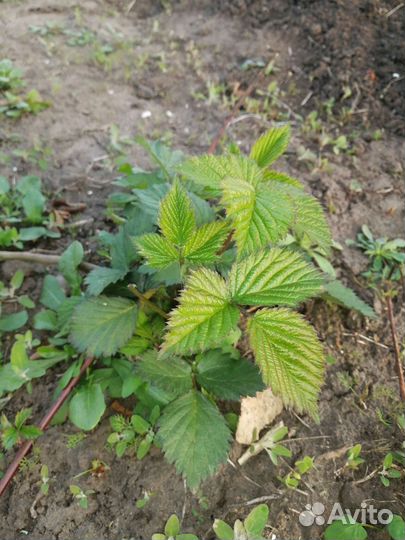 Саженцы ежевики безшипной тройная корона