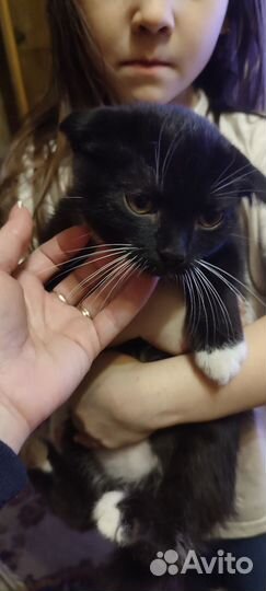 Котик 4 месяца