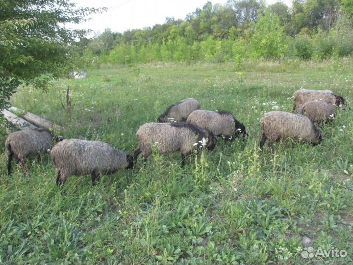 Продам романовских баранов на племя