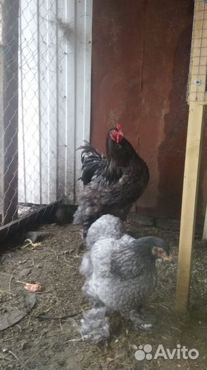 Петух кохинхин