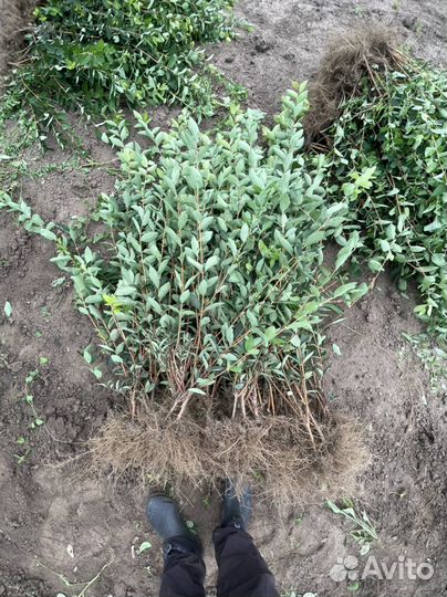 Саженцы жимолости оптом