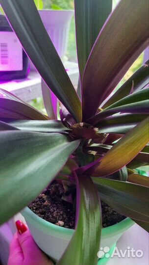 Традесканция Рео