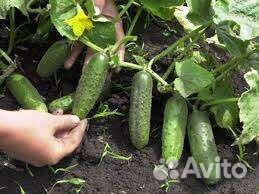 Семена огурцов из СССР Собственного Збора