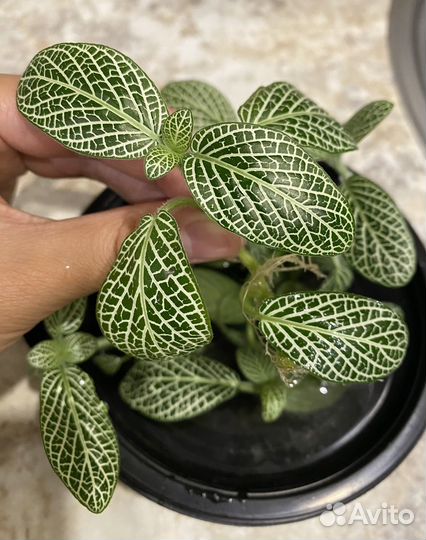 Фиттония Ктенанта Фиалка