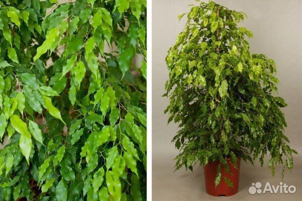 Фикус Голден Моник