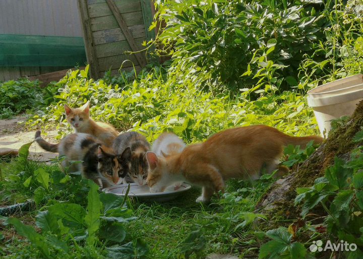 Котята в добрые руки