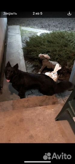 Собака для вязки