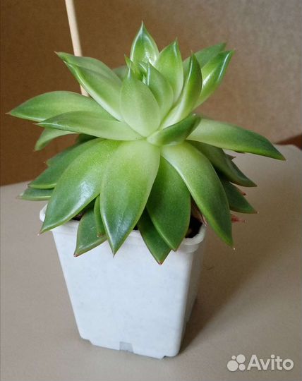 Суккуленты