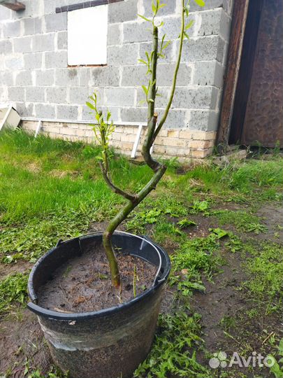 Саженцы ива, туи, межжевельник, клубника