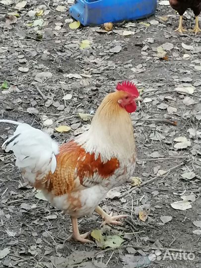 Петух