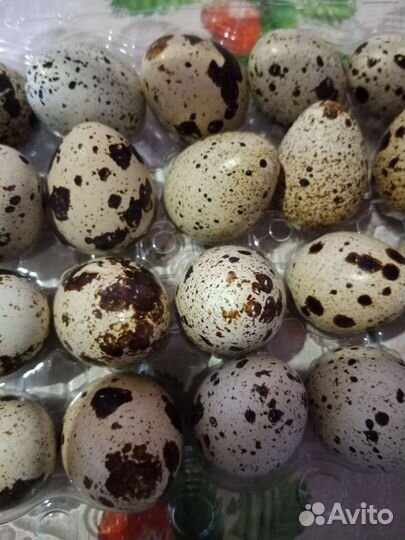 Яйца перепелиные домашние