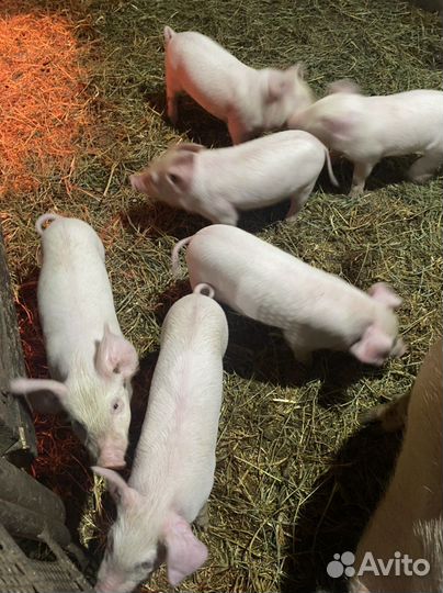 Продам поросят. Возраст 1.5месяца