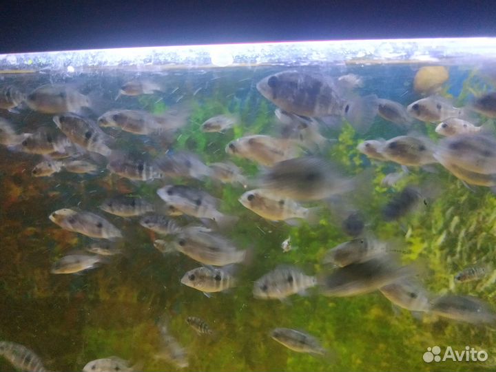 Акара Бирюзовая (подростки)