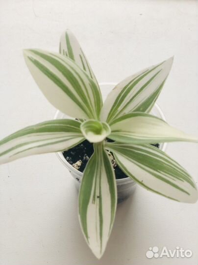 Традесканция белая,розовая,зебрина