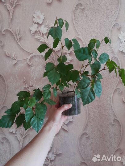 Комнатные цветы березка