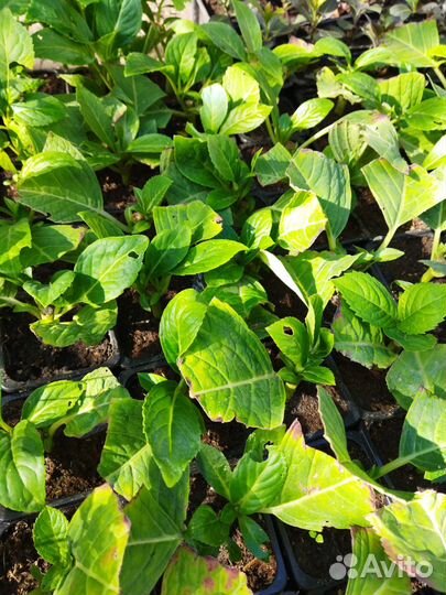 Укорененные черенки крупнолистной гортензии