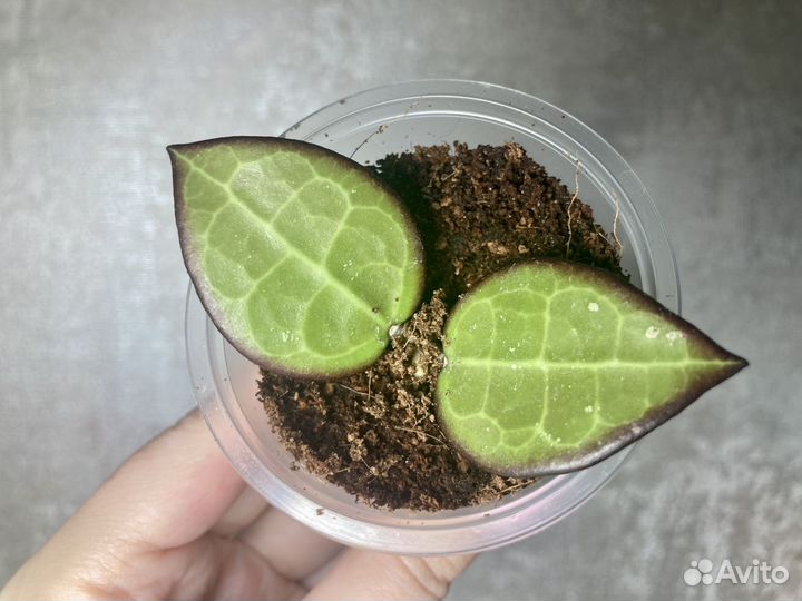 Хойя Параситика блек эдж parasitica black edge