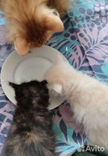 Милые умные котята