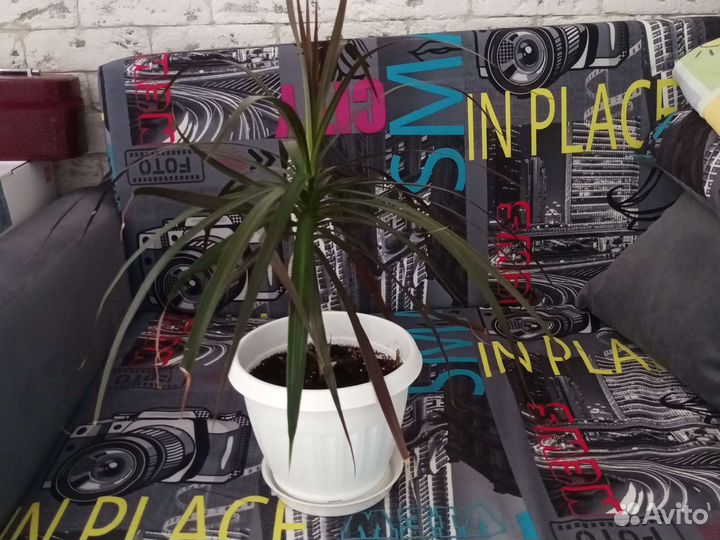 Драцена маргината