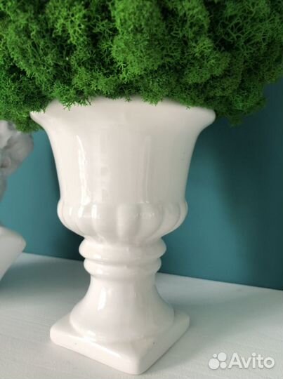 Композиция из стабилизированного мха