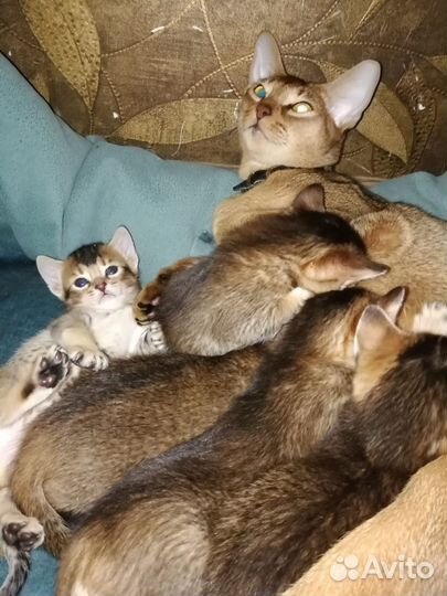 Кошки