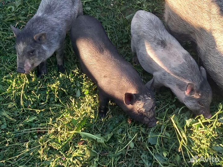 Вьетнамские вислобрюхие поросята