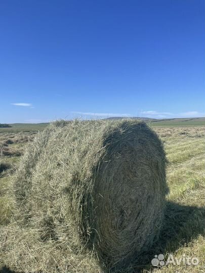 Сено в рулонах