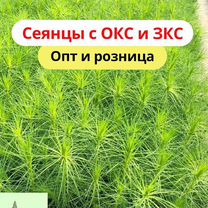 Сосна Обыкновенная/Pinus sylvestris