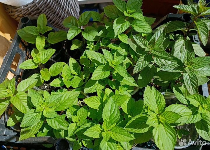 Мята сортовая: шоколад, имбирь, апельсин, банан