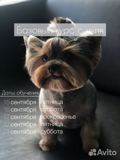 Груминг обучение