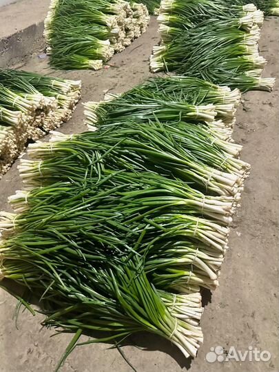 Зеленый лук свежий оптом от производителя
