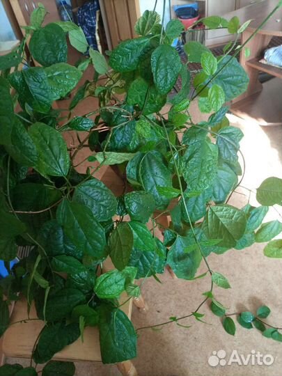 Клеродендрум томпсона