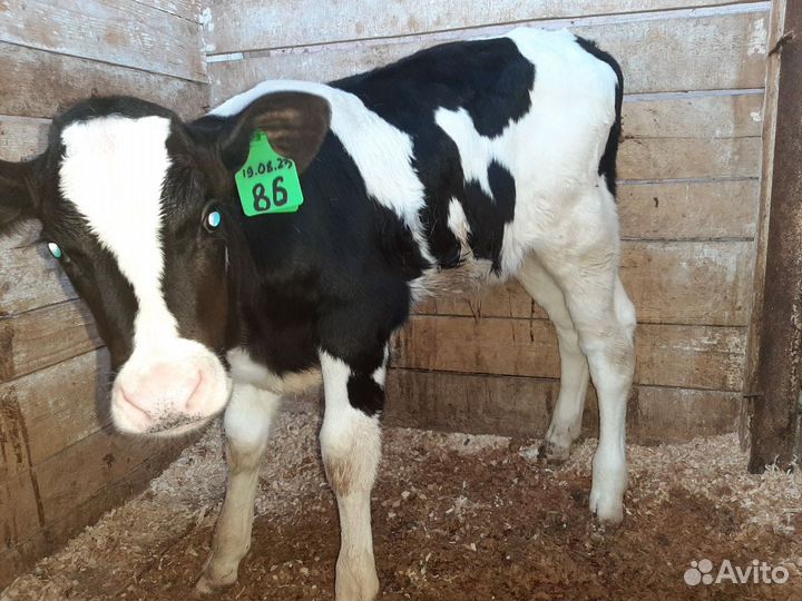 Телки, бычки