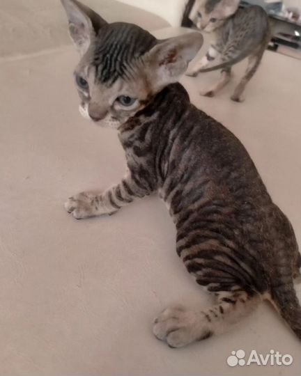 Донской сфинкс