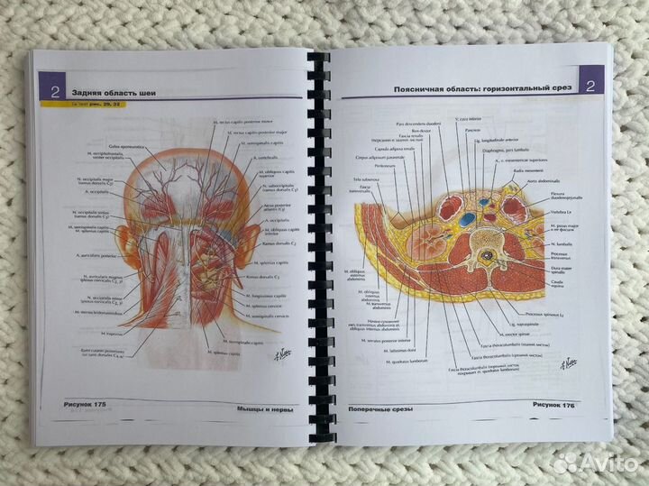 Атлас анатомии человека