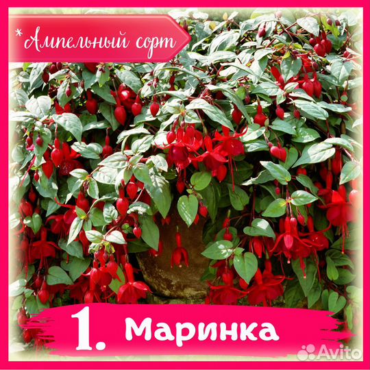 Черенки фуксии