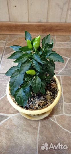 Перчик декоративный комнатный