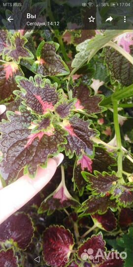 Колеусы вегетативные