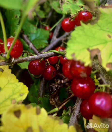 Смородина красная и черная