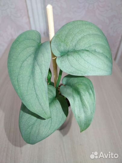 Эпипремнум, сциндапсус