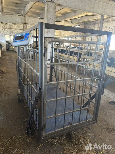 Весы для взвешивания скота