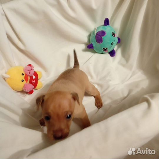 Той тейер щенки