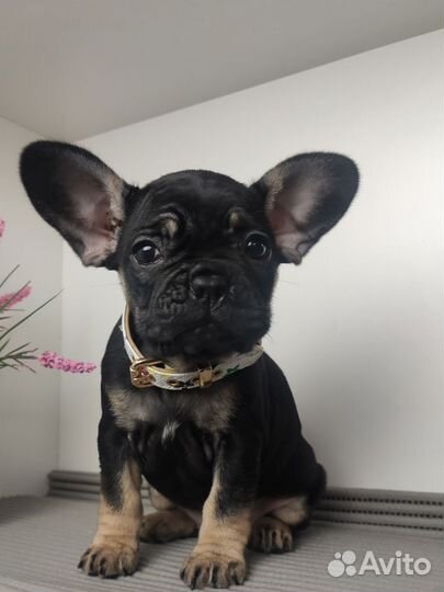 Французский бульдог голубой