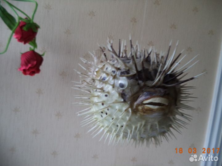 Чучело Рыба-еж